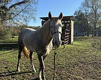 barrel-working-mustang-horse