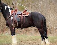 all-around-friesian-horse