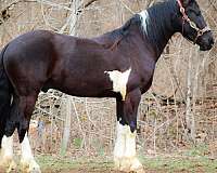 athletic-friesian-horse