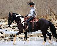 drill-team-friesian-horse