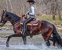 trail-class-com-friesian-horse