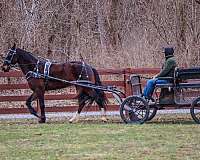 all-around-friesian-horse