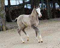 grulla-splash-white-horse