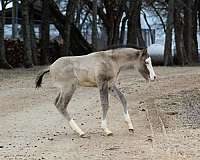 athletic-quarter-horse