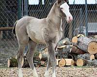 blue-eyed-quarter-horse