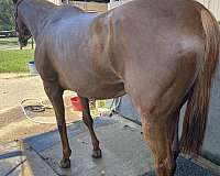 thoroughbred-horse-for-sale