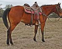 english-pleasure-quarter-horse