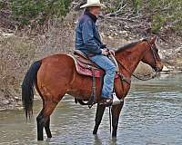 horsemanship-quarter-horse