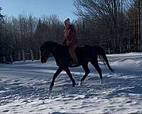 endurance-arabian-horse