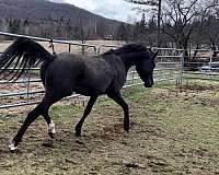 equitation-arabian-horse