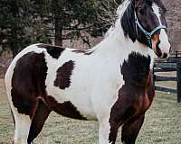 black-white-paint-horse