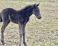 blue-roan-no-white-horse