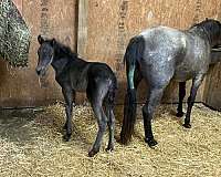 baby-rocky-mountain-horse