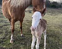 splash-welsh-pony