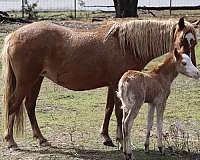 chestnut-bald-face-blue-eyes-4-white-stockings-pony