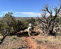 josh-lyons-gelding