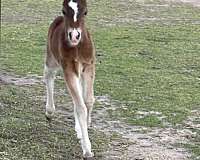 9-hand-welsh-pony-filly