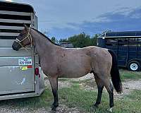 all-around-quarter-horse