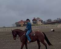 barrel-racing-quarter-horse