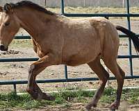 buckskin-andalusian-filly