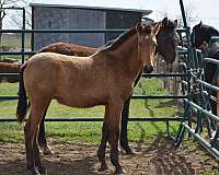 bright-andalusian-horse