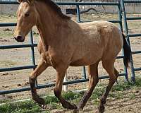 excellent-prospect-andalusian-horse