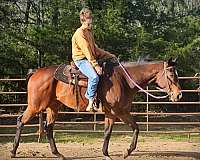 all-around-thoroughbred-horse