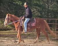 roan-gelding-mare