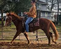 advance-beginner-quarter-horse