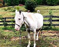 cheap-appaloosa-pony