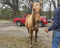 quarter-horse-mare