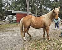 quarter-horse-for-sale