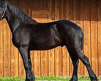 black-friesian-stallion