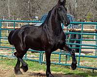 black-kfps-stallion