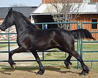 black-kfps-horse