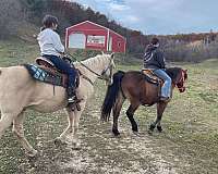 cow-horse-tennessee-walking