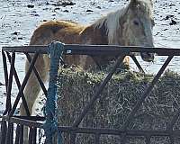 driving-haflinger-horse