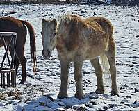 beginner-haflinger-horse