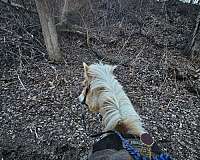 husband-safe-haflinger-horse