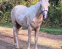 age-kentucky-mountain-horse