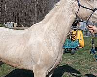 beautiful-palomino-kentucky-mountain-horse