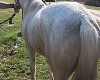 boy-kentucky-mountain-horse