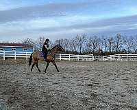 companion-show-thoroughbred-horse