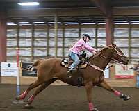 barrel-racing-quarter-horse