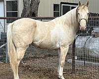 champagne-tobiano-project-stallion-horse