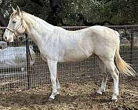 champagne-tobiano-apha-stallion