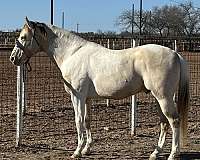 champagne-tobiano-stallion-for-sale