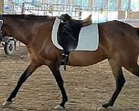 13-hand-paso-fino-mare