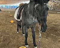 grey-roan-gypsy-vanner-gelding