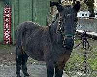 grey-roan-gelding-for-sale